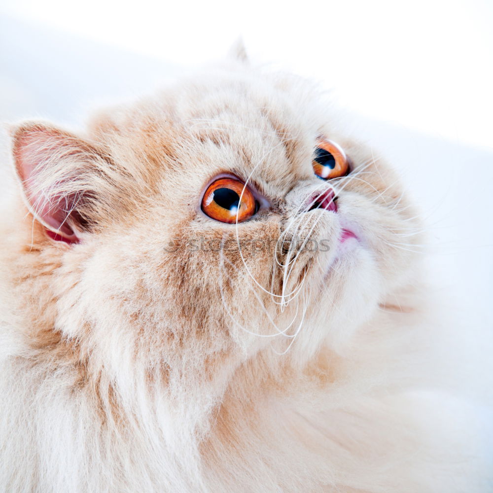 Similar – Image, Stock Photo *Merle* Animal Pet Cat