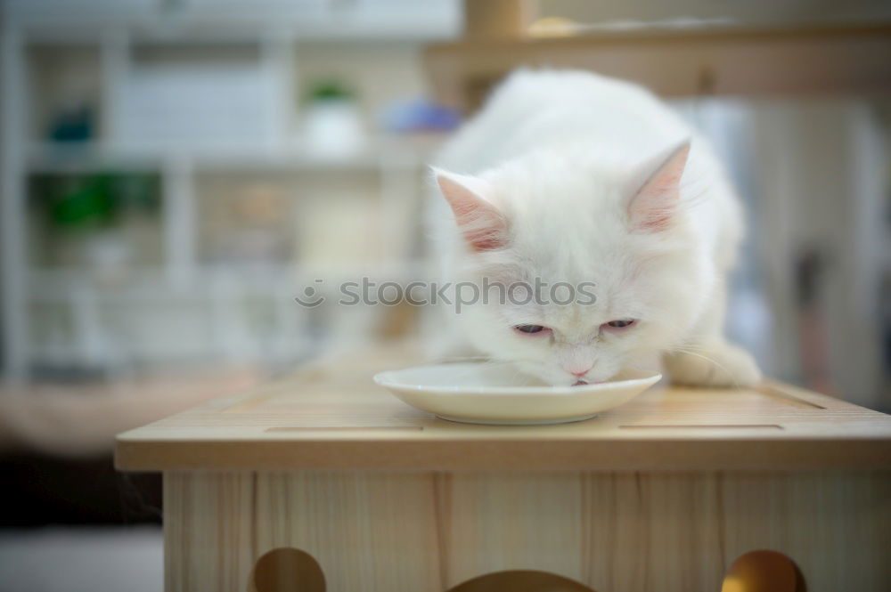 Similar – Image, Stock Photo discover the world Pet Cat