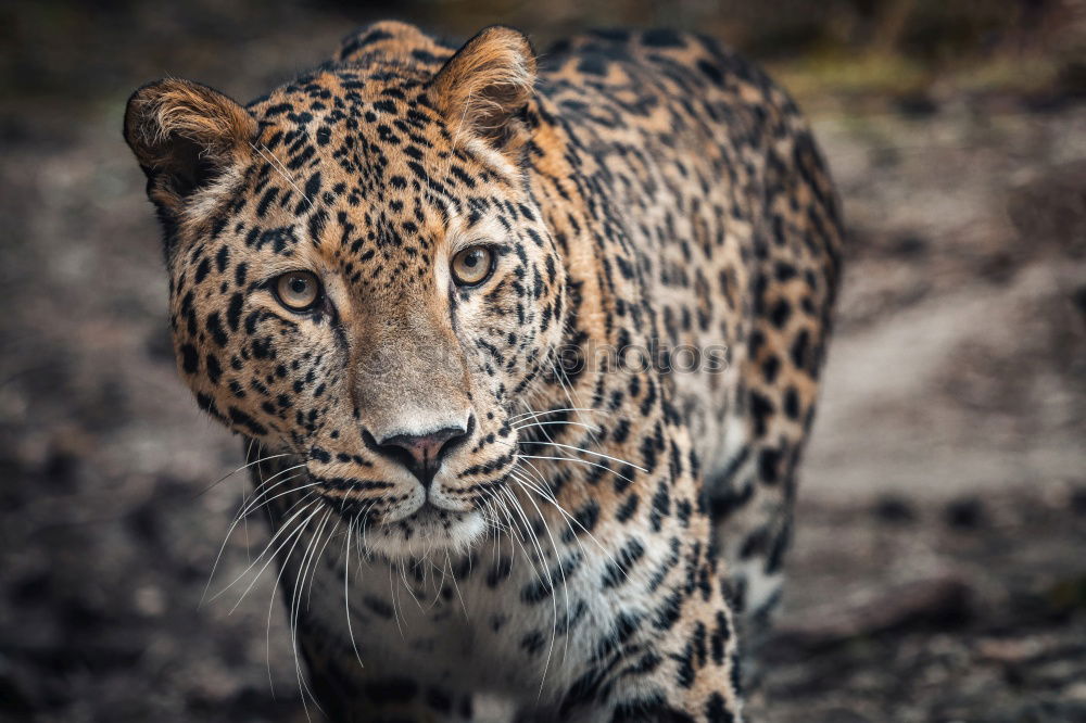 Close up portrait of Persian leopard