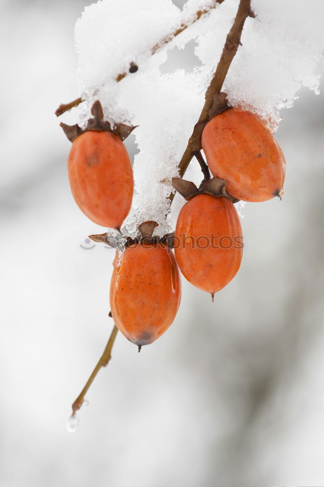 Similar – Cold ice. Fruit Nature