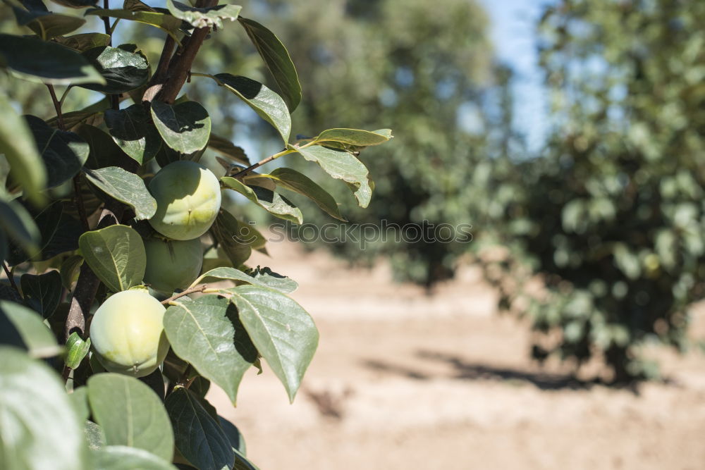 Persimmon trees. Fruit