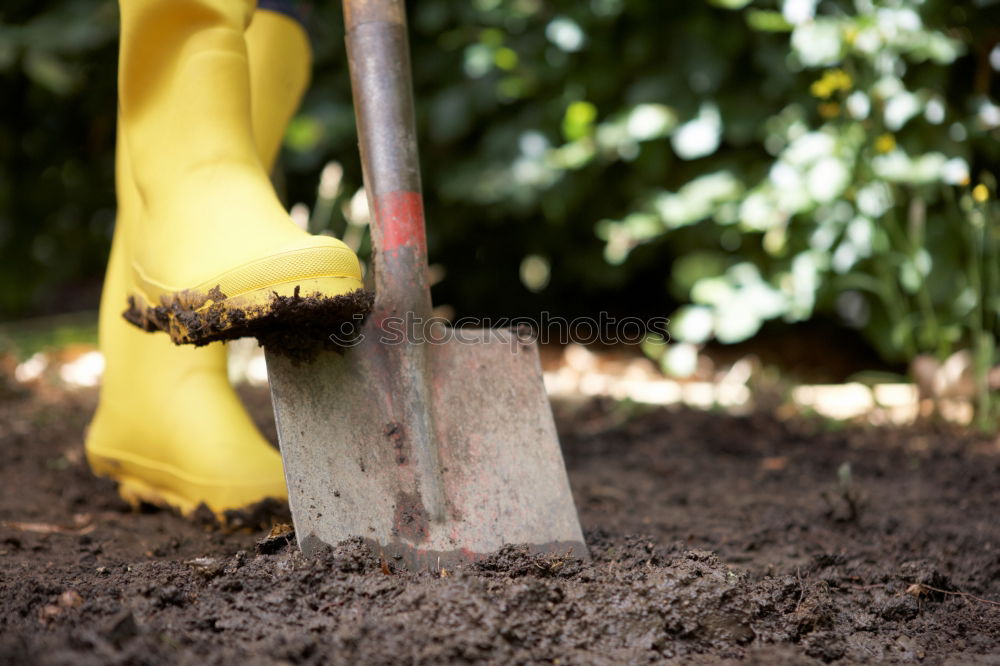 Similar – Planting potatoes