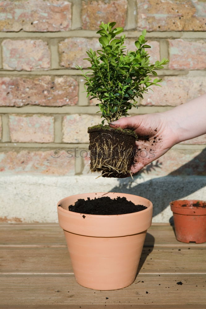 Similar – Image, Stock Photo Woman’s hands transplanting plant.