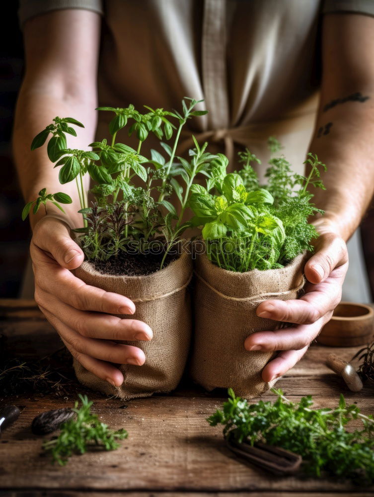 Similar – Image, Stock Photo Woman’s hands transplanting plant.