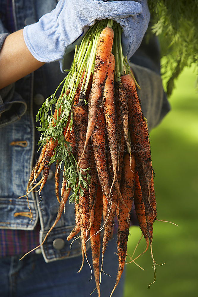 Similar – Image, Stock Photo Freshly gerntet Vegetable