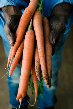 Image, Stock Photo Freshly gerntet Vegetable