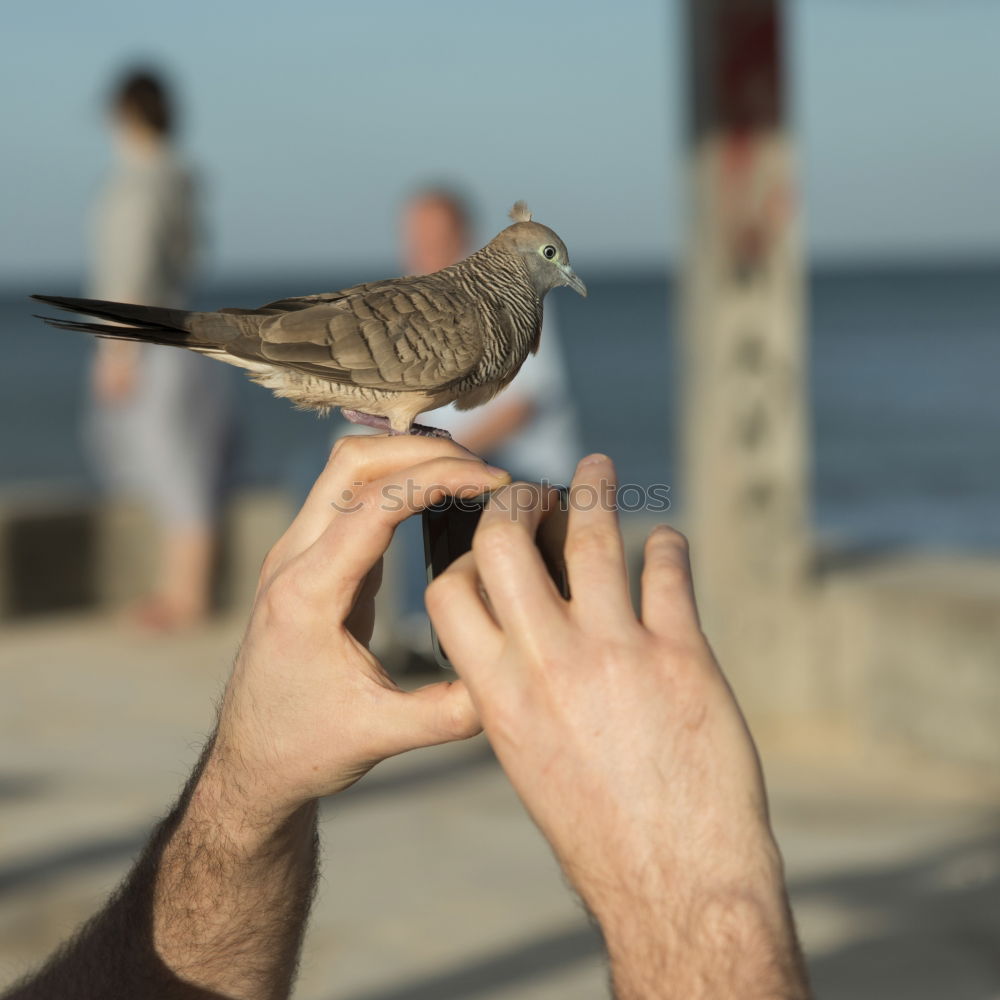 Similar – feeding time Hand Fingers