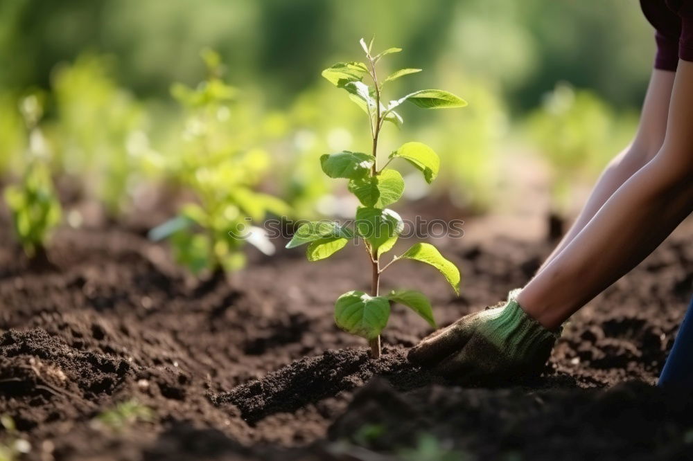 Similar – Image, Stock Photo A retired man plants sunflowers in his flower bed in Spring