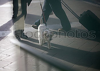 Similar – Hund und Schatten gehen