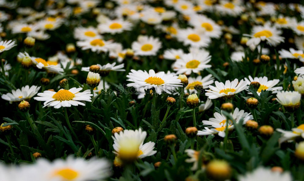 Similar – Weiße Blumen im Wald nahe einer Quelle