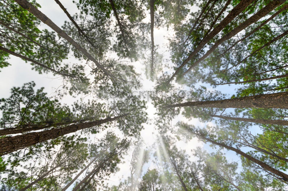 Similar – Image, Stock Photo the German forest is not amused