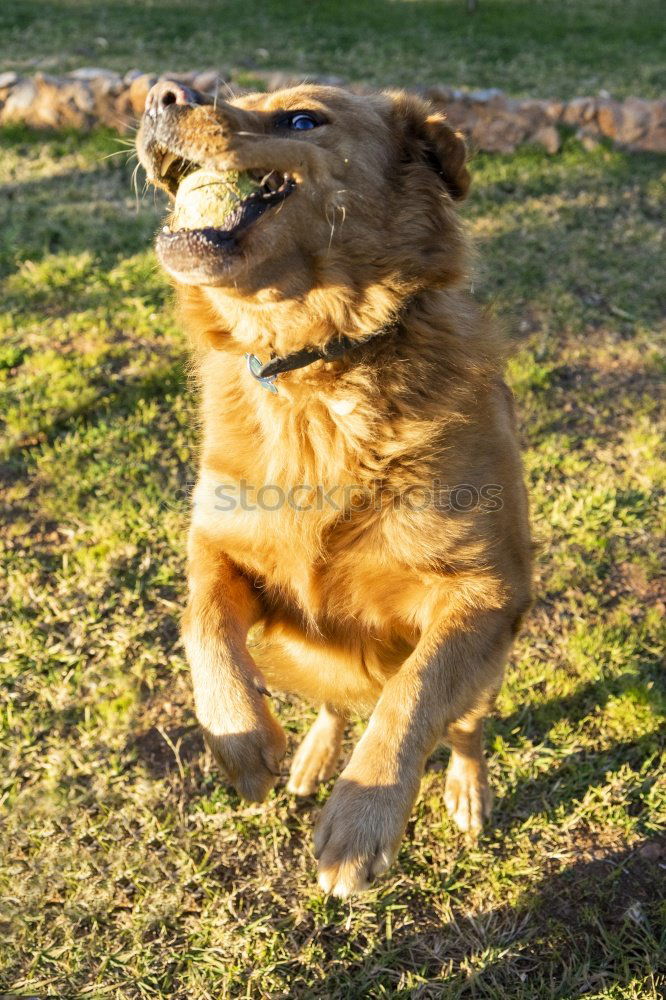 Na du kleiner dicker Mops