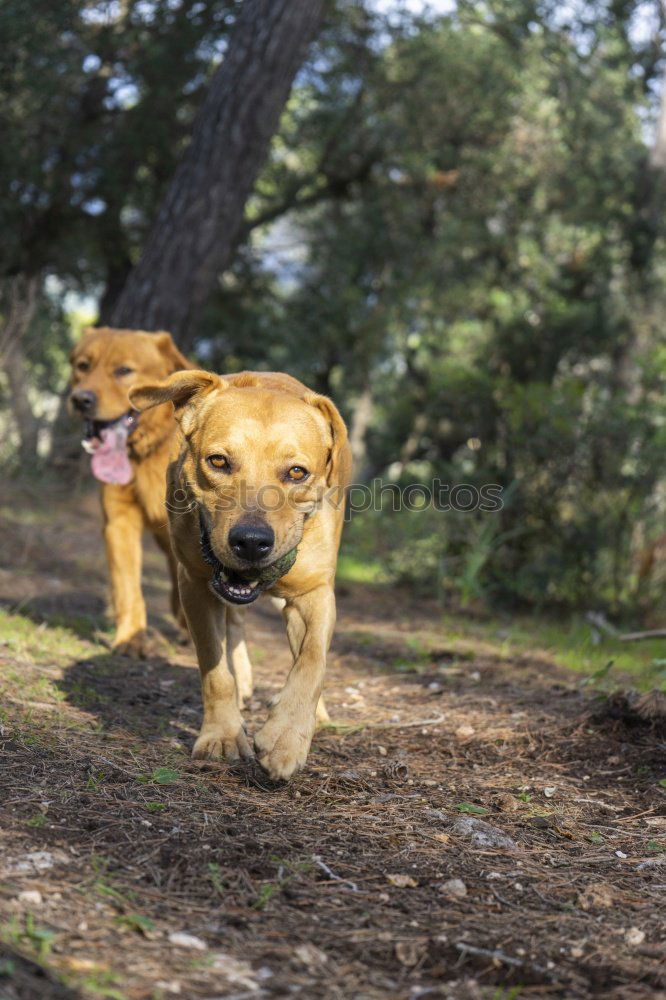 Similar – close up of two dogs playing on a hill. Boxer dogs.