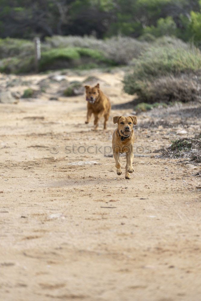 Similar – Image, Stock Photo Followers on the heels