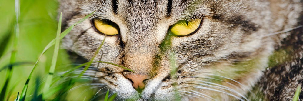 Similar – Image, Stock Photo Cat climbs and hunts on a tree