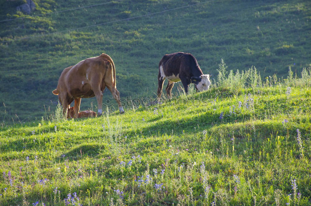 Similar – Foto Bild Hahn mit Harem Natur