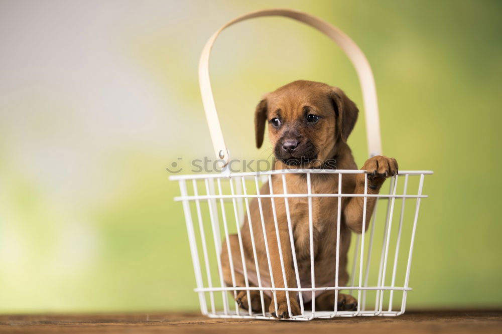 Similar – Image, Stock Photo Boston Terrier puppy on the way