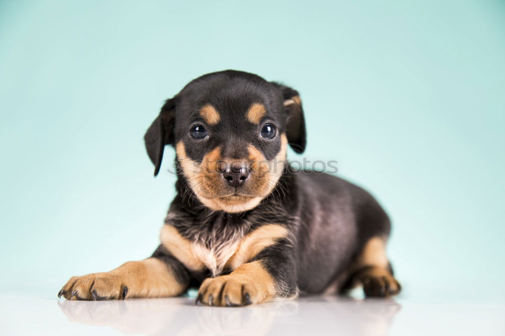 Similar – cute brown toy poodle at home with his owner