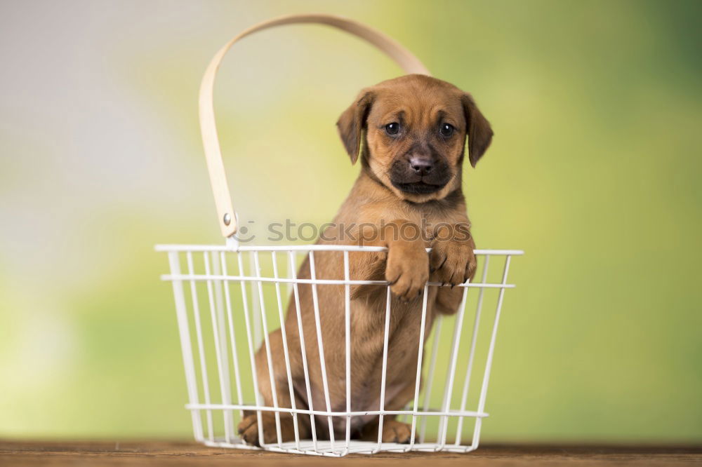 Similar – Image, Stock Photo Boston Terrier puppy on the way