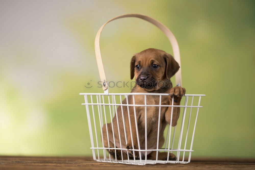 Similar – Image, Stock Photo Boston Terrier puppy on the way