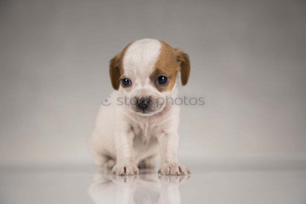 Similar – Hungry dog in front of an empty dog bowl