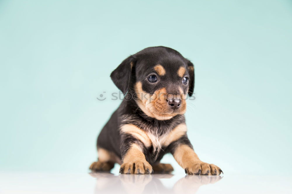 Similar – cute brown toy poodle at home with his owner