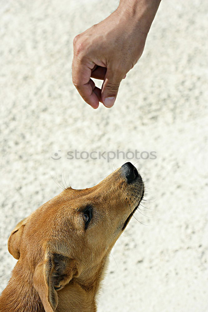Similar – Image, Stock Photo Feeding Hand Fingers