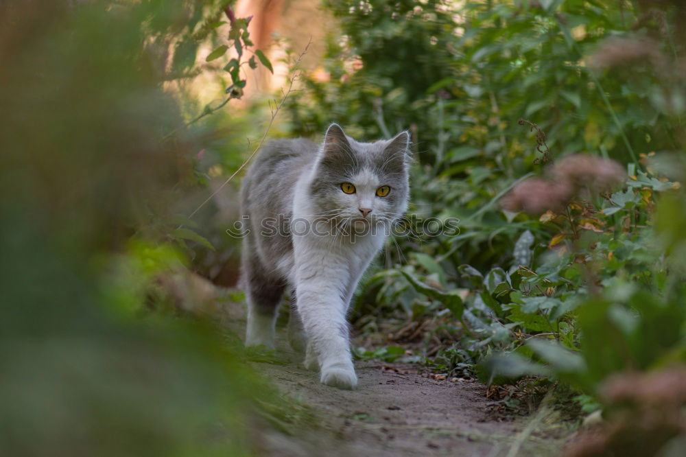 Similar – Image, Stock Photo Cat carries a dead mouse in the mouth after the mouse hunt