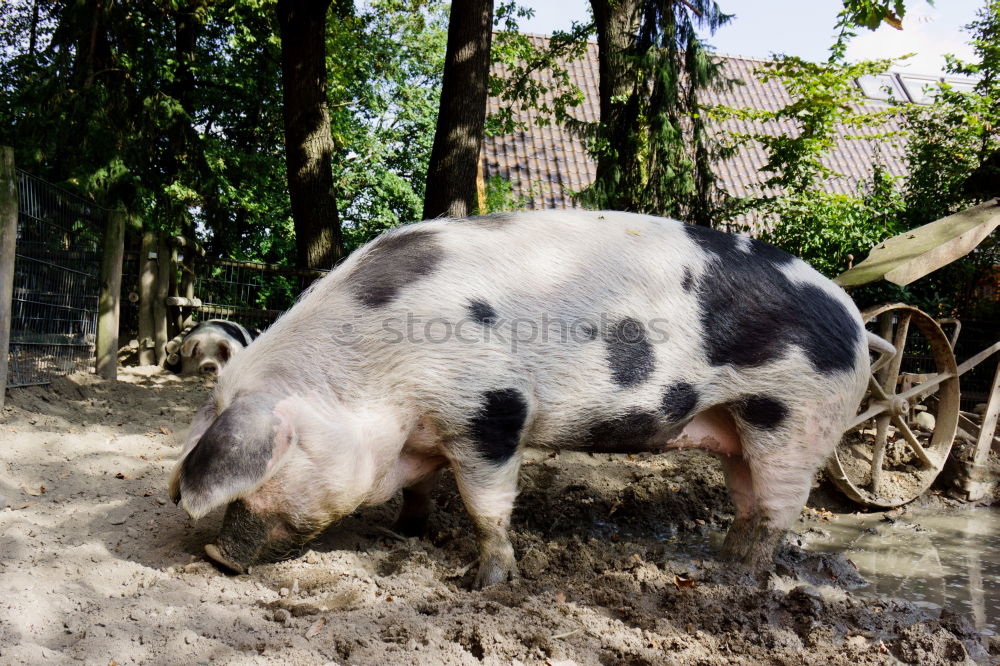 Similar – pig Manure heap Odor