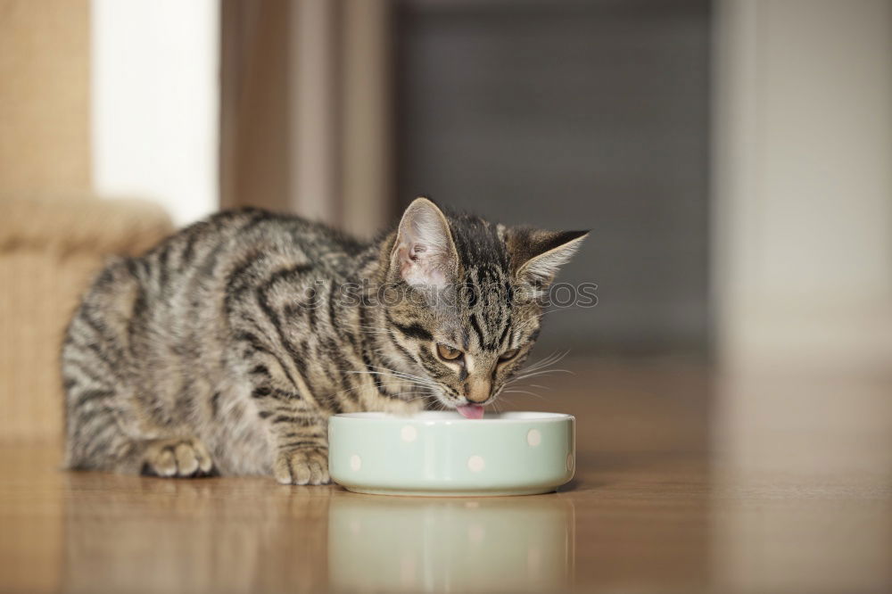 Similar – Image, Stock Photo ALL YOU CAN EAT Meat