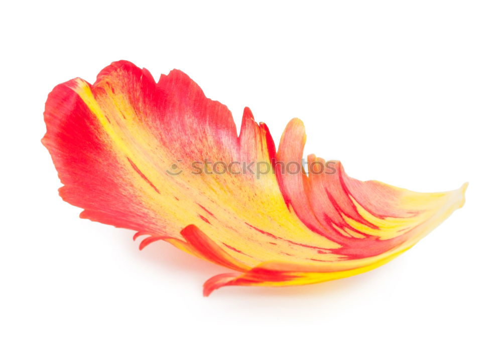 Similar – Image, Stock Photo AK# Autumn and its leaves IV