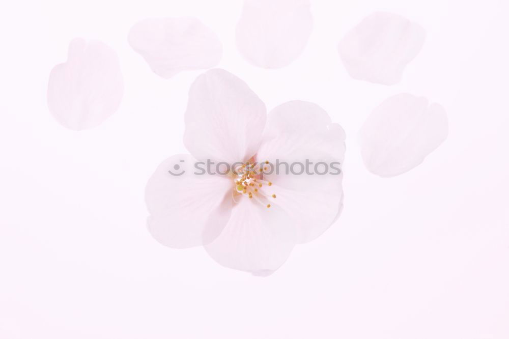 Similar – Image, Stock Photo Pink Tulip