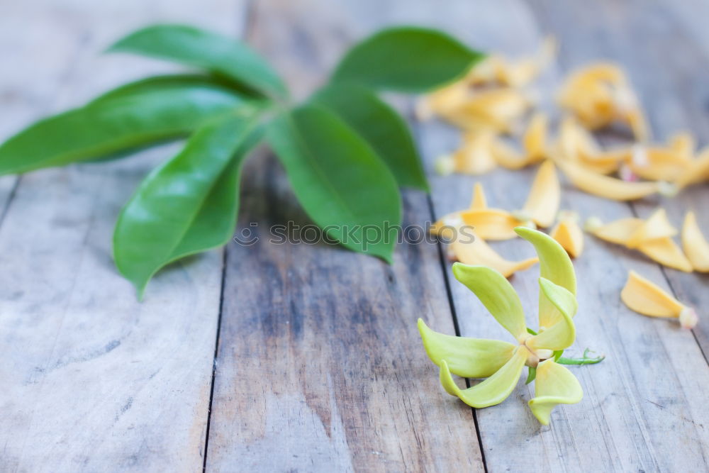 Similar – golden chanterelle mushrooms with sage and rosemary