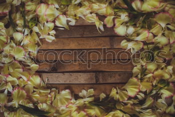 Similar – a paper picture with a rippled edge from the 1960s with a toddler in a pram lies on a wooden board next to leaves