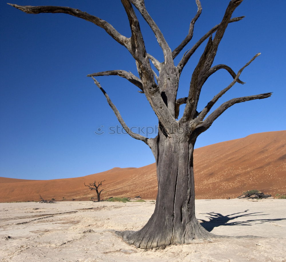 Similar – Dead Vlei Namibia