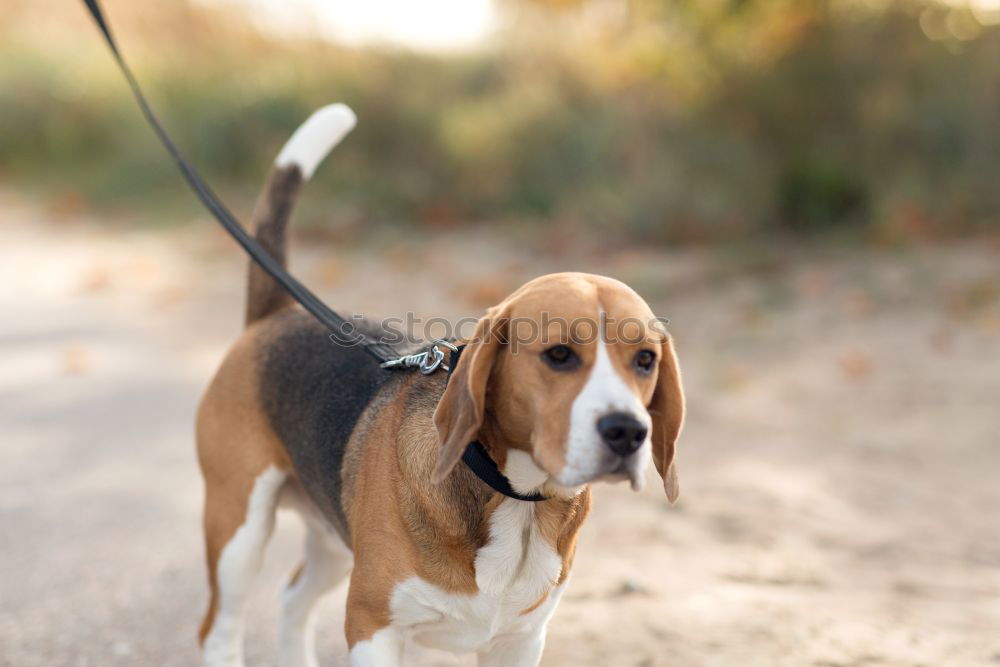 Similar – Image, Stock Photo Beagle on rails Athletic