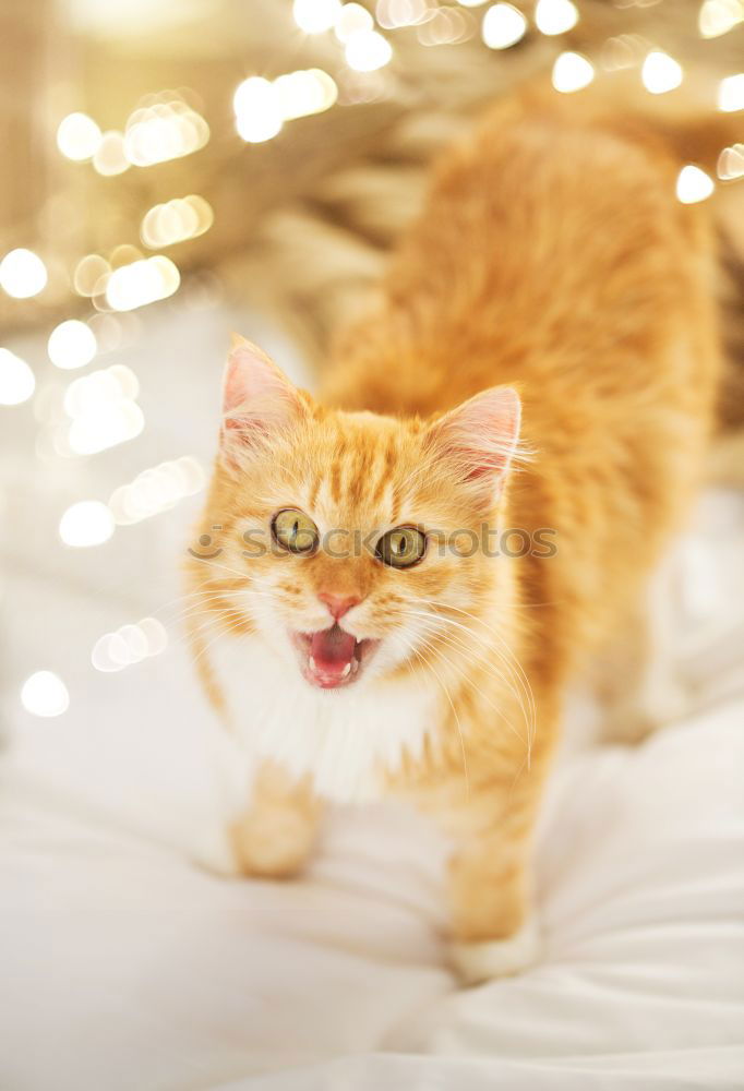 Similar – Image, Stock Photo tasty, tasty!! Animal Pet