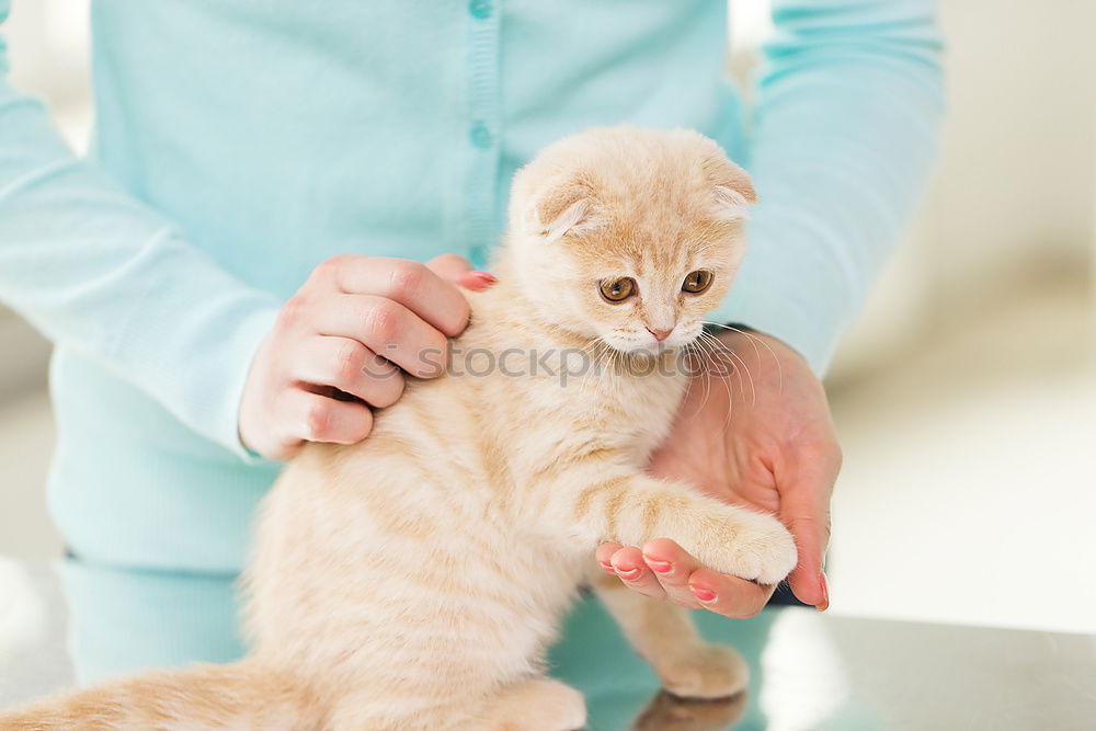 Similar – Image, Stock Photo couch cat II Animal Pet