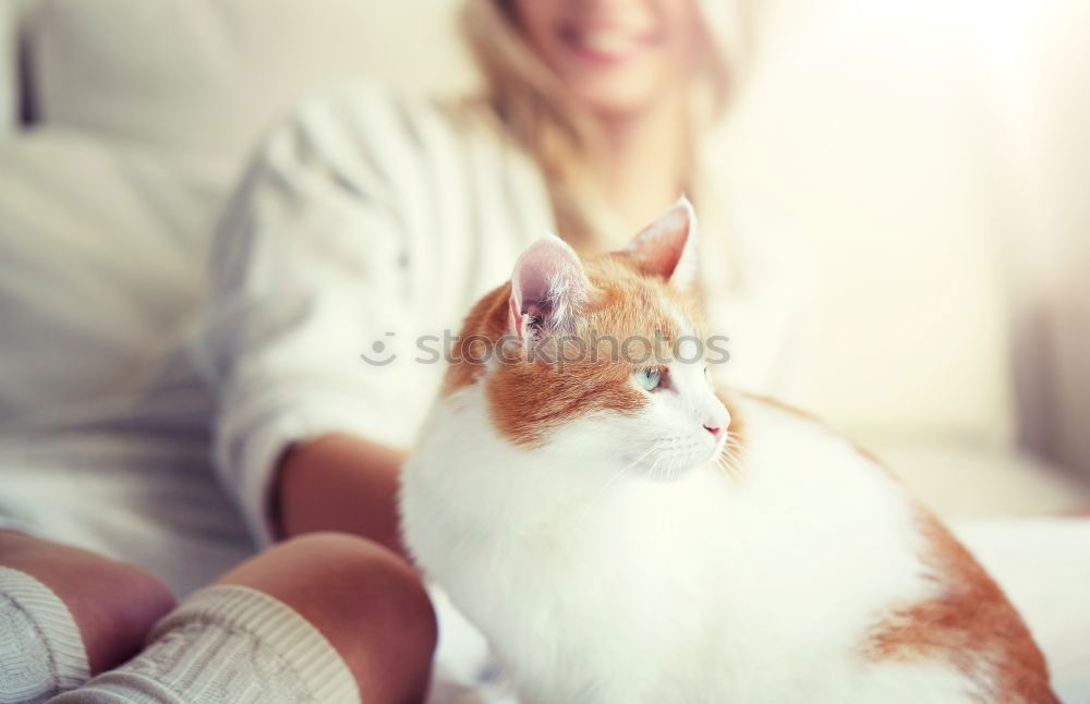 Similar – Image, Stock Photo couch cat II Animal Pet