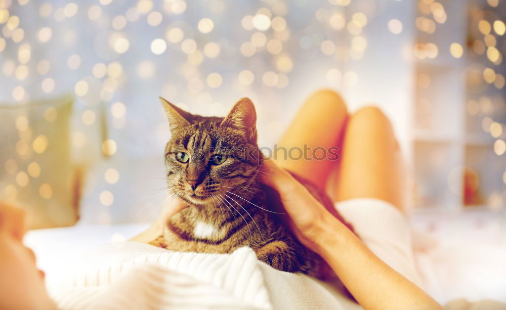 Similar – Cat cuddles with feet