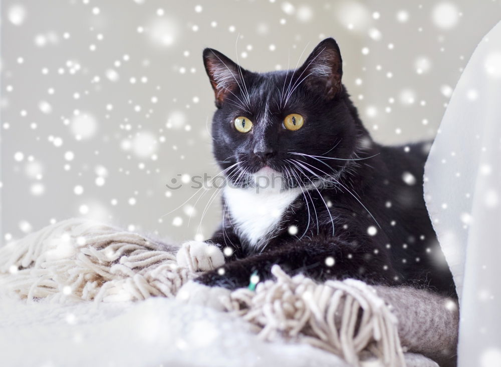 Similar – Image, Stock Photo cuddly hangover Cat