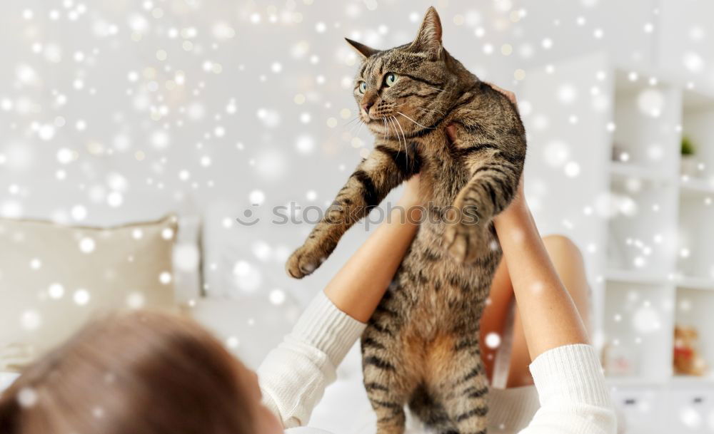 Similar – Image, Stock Photo Cat child