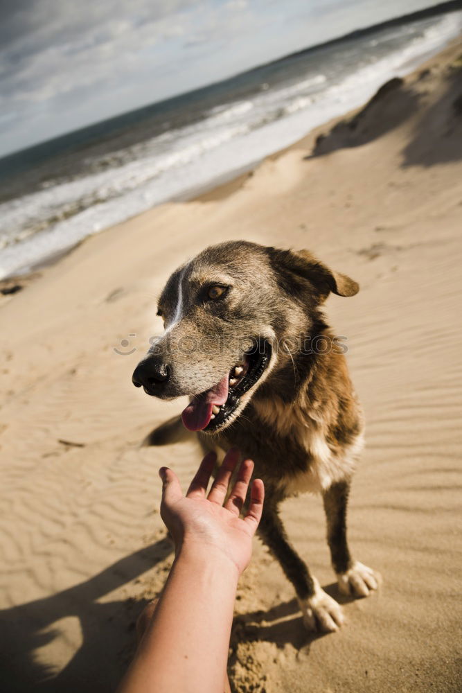 Similar – Dogs running near waving sea