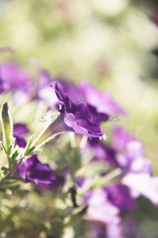 Similar – Image, Stock Photo garden blue Flower Bee