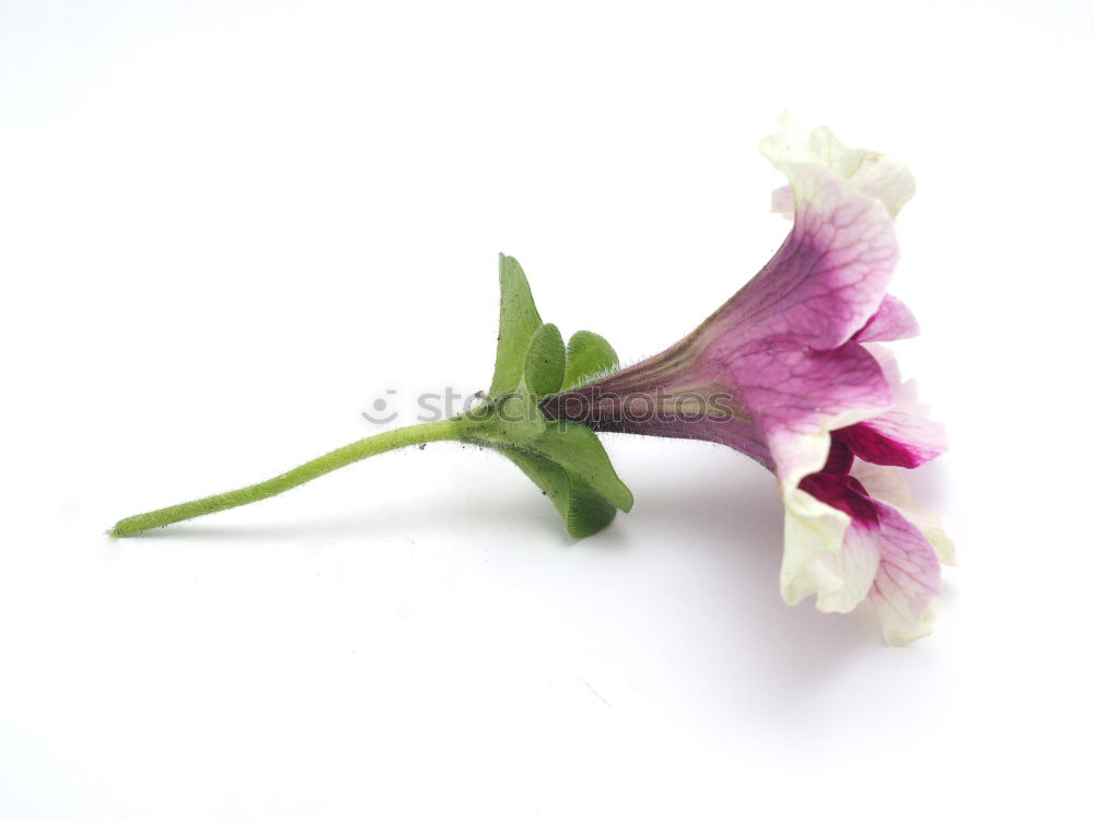 Similar – Foto Bild Aufblühende Rosa Cosmea