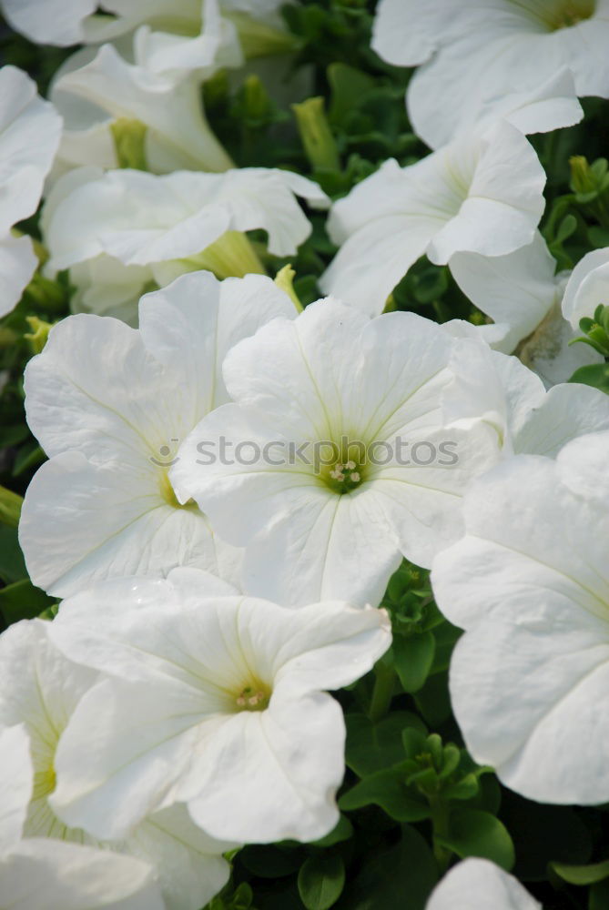 Image, Stock Photo White sea of flowers