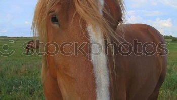 Similar – Image, Stock Photo Horse with photo horns