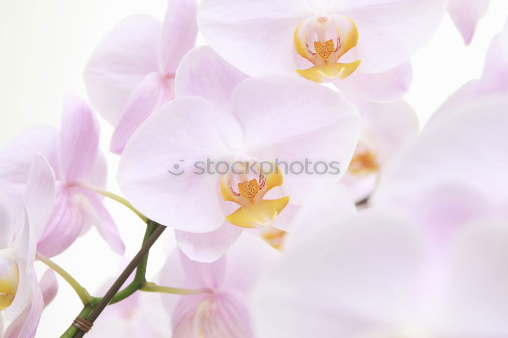 Similar – Image, Stock Photo Delicate flowers of orchids