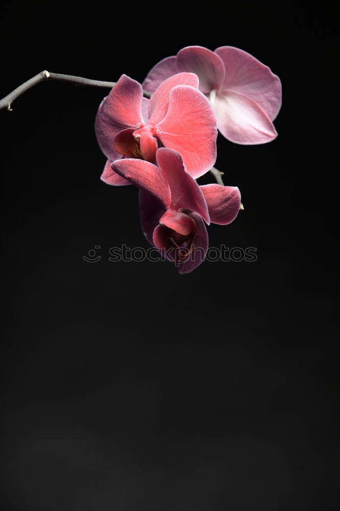 Similar – Image, Stock Photo orchid Orchid Plant