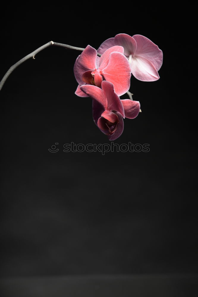 Similar – Image, Stock Photo orchid Orchid Plant